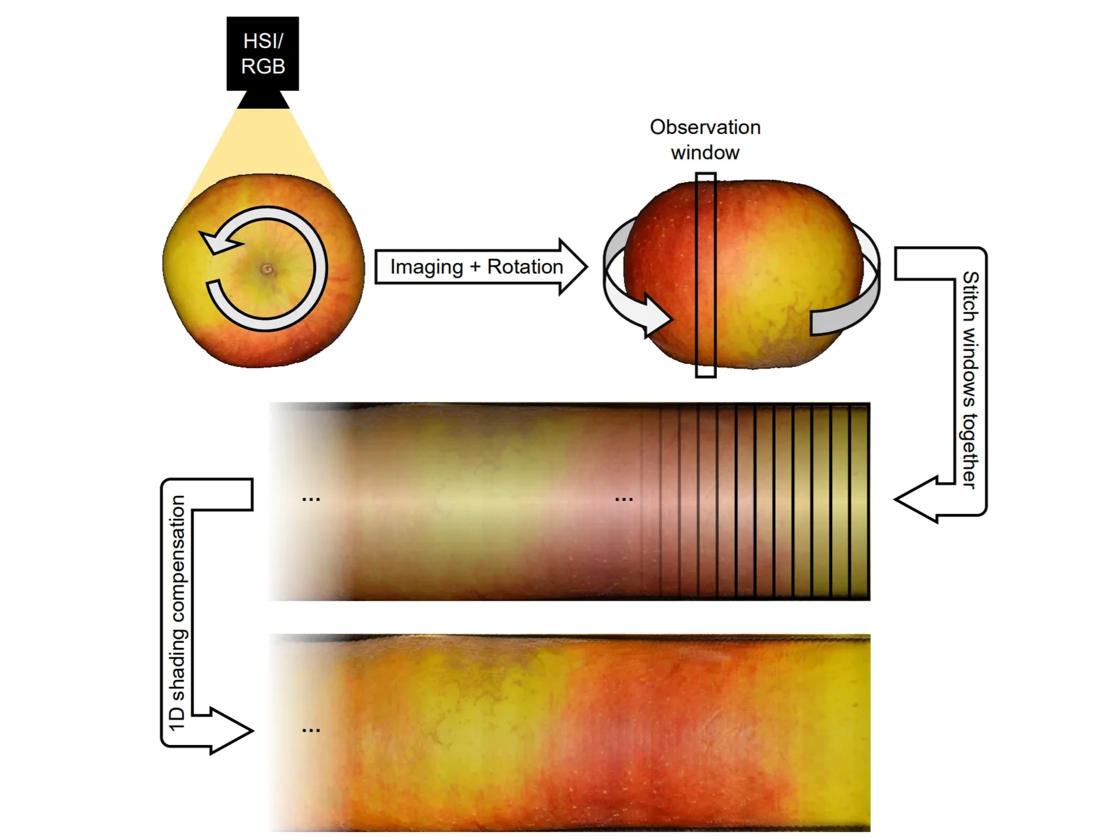 Schematic of the digital unrolling: the apple rotates under an HSI or RGB camera, a narrow observation window is taken from each frame, the windows are stitched into a strip, and 1D shading compensation evens out the strip's brightness.