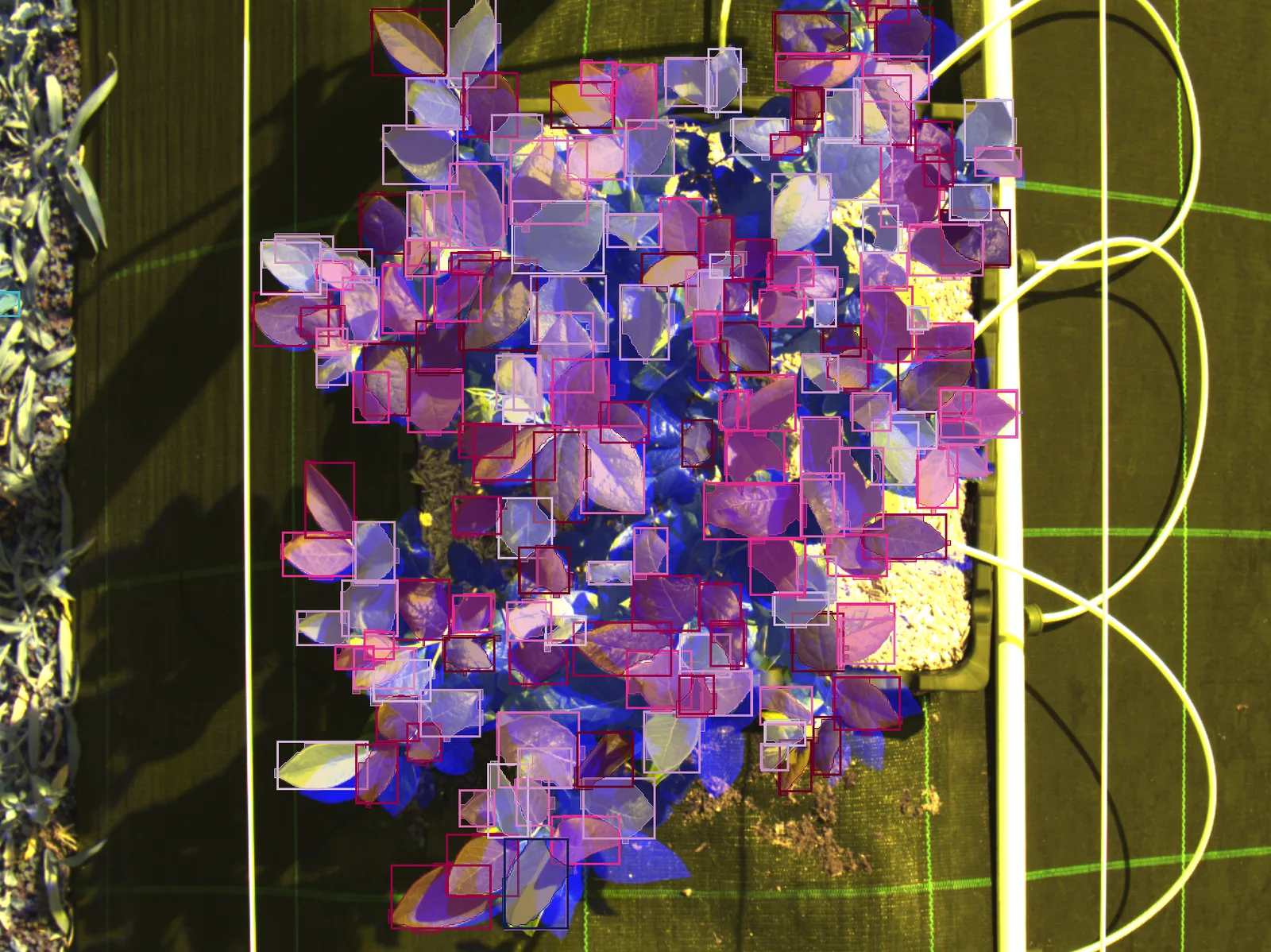 False-colour R/G/NIR composite of a blueberry plant seen from above, in which the leaves appear blue and violet; each detected leaf is covered by a translucent coloured mask and a bounding box.