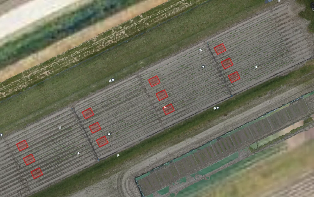 Early-season drone orthomosaic of the field in QGIS: four blocks of ridged potato rows with small plants, the twelve net-plot boundaries outlined as red rectangles, and white ground markers scattered across the field.