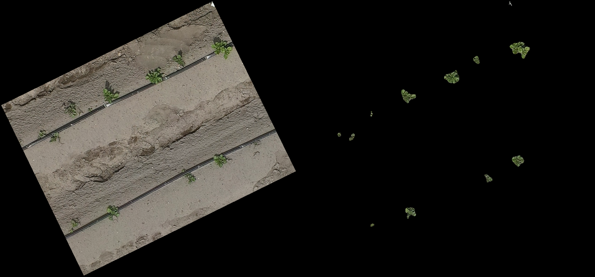 Side-by-side RGB chip and its binary segmentation mask, green canopy highlighted