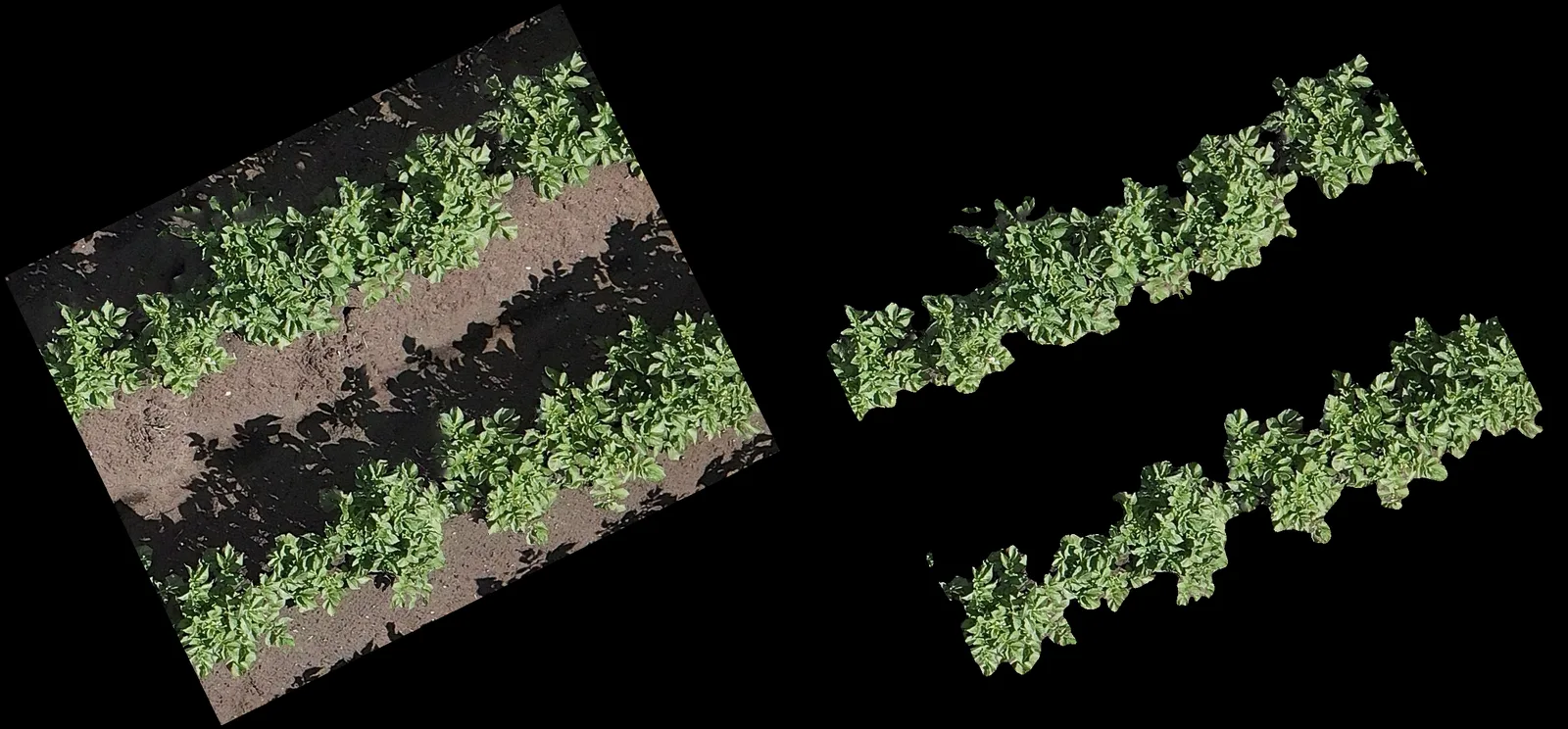 Two panels. Left: a net-plot cut-out later in the season, two dense rows of potato foliage casting dark shadows on the soil. Right: the segmented canopy on a black background, with soil and shadows removed.