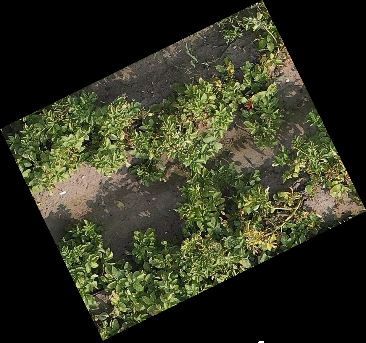 RGB orthomosaic of potato trial plots showing rows of green foliage over brown ridged soil